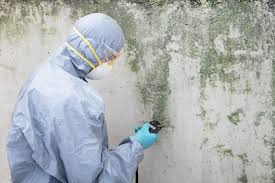 Best Mold Damage Restoration  in Matteson, IL